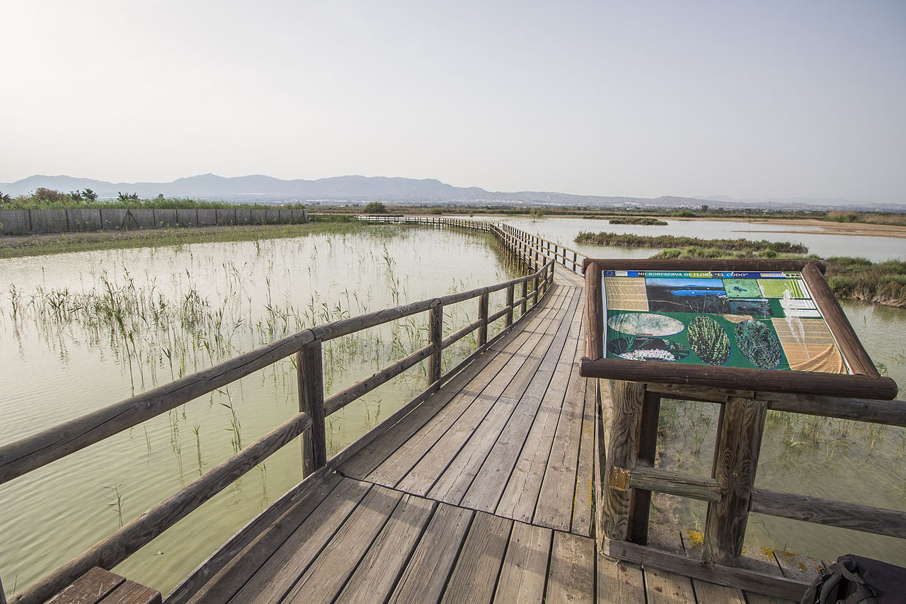 Природа недели: Parque Natural El Hondo
